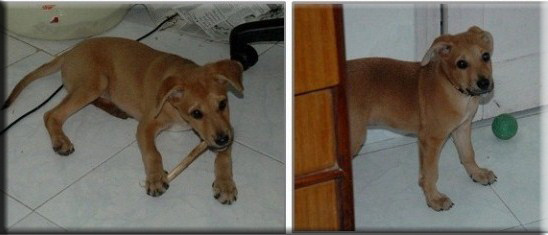 Devna Arora - Puppies beyond two months of age